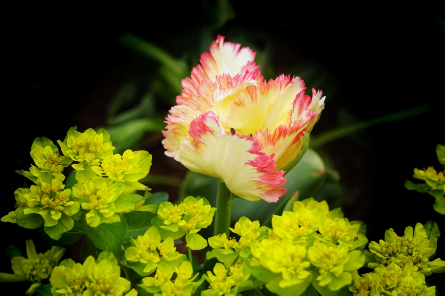 00-tulip-parrot-DSC05314_A900