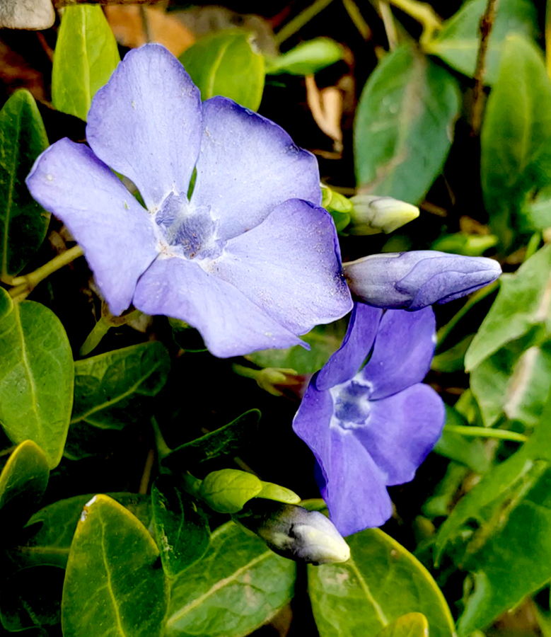 00-Vinca-26613185287_f1561744f6_A900