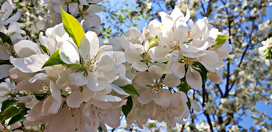 00-whitecrabapple-0180425_173410_A900