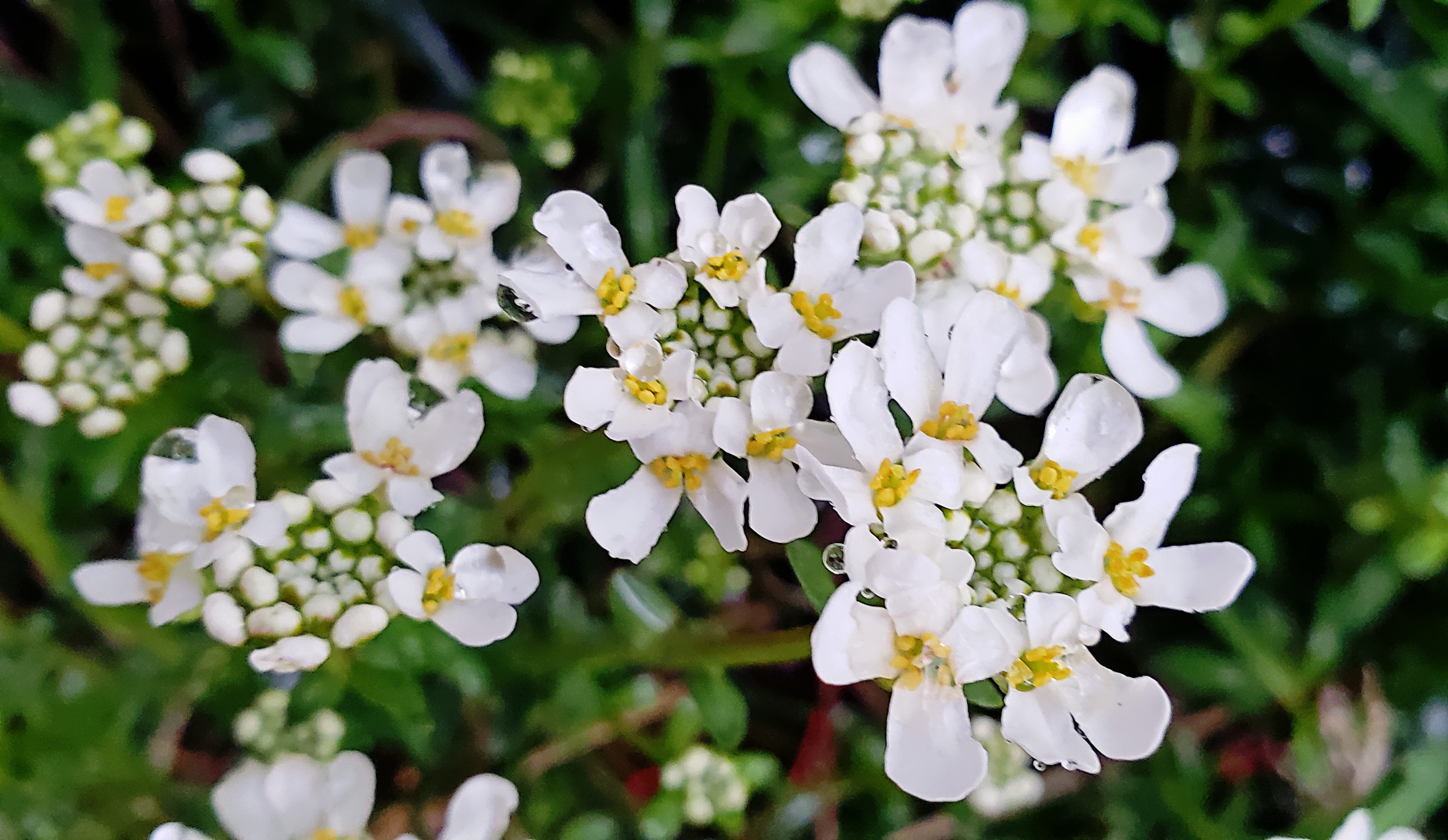 00-whiteflowers20180424_190328_A.jpg