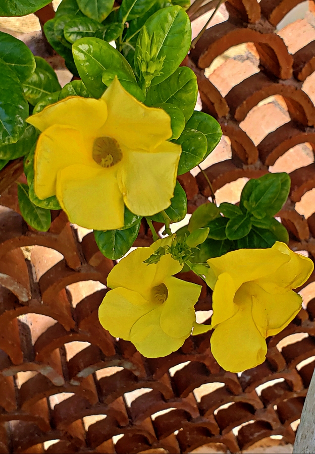 Flower of the Day – April 18, 2018&nbsp;–