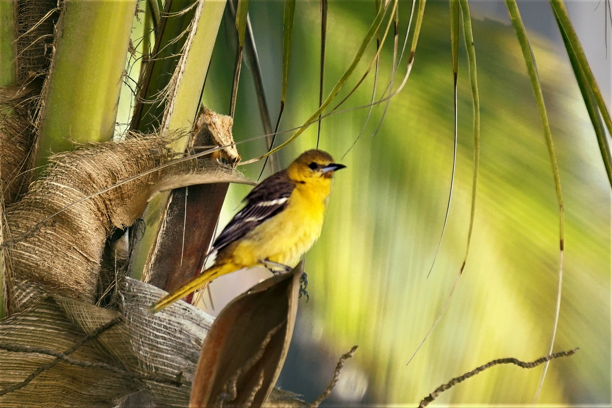 01-bird-dsc04962_40362701335_o