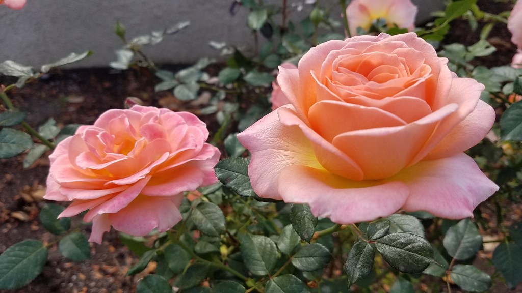 Color Your World –&nbsp;Peach