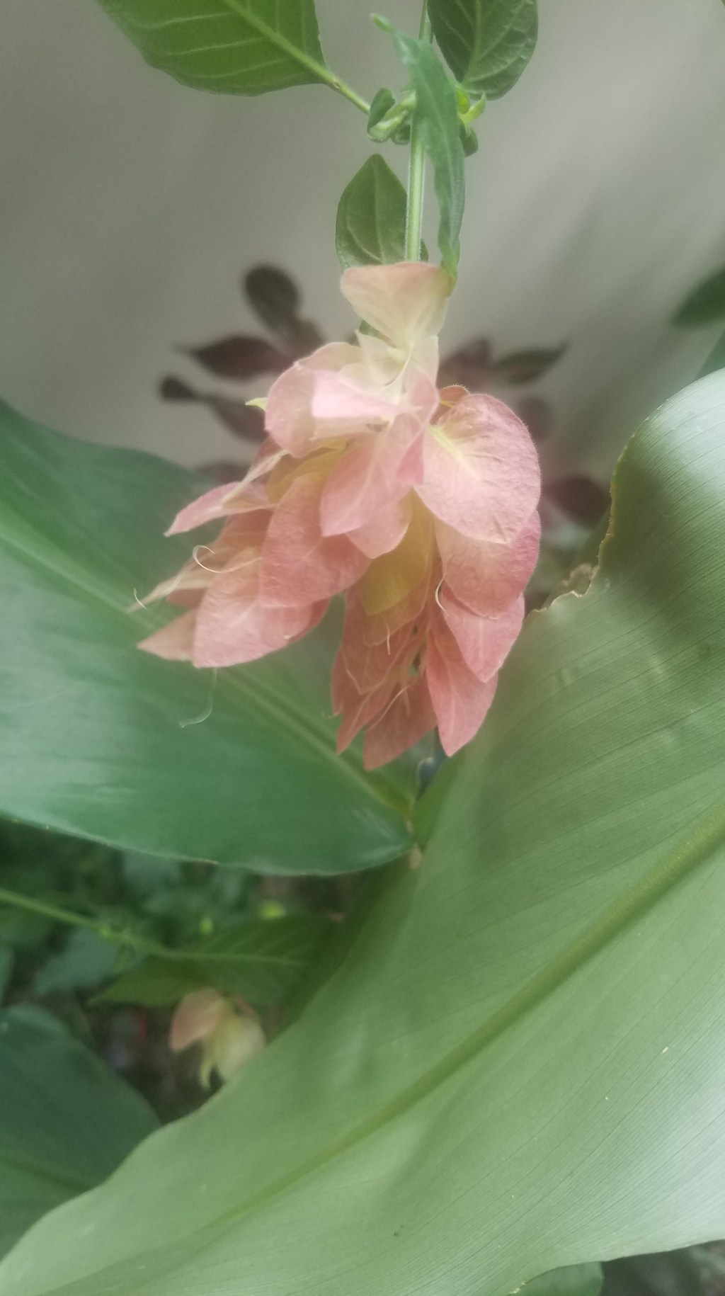 Color Your World –&nbsp;Apricot