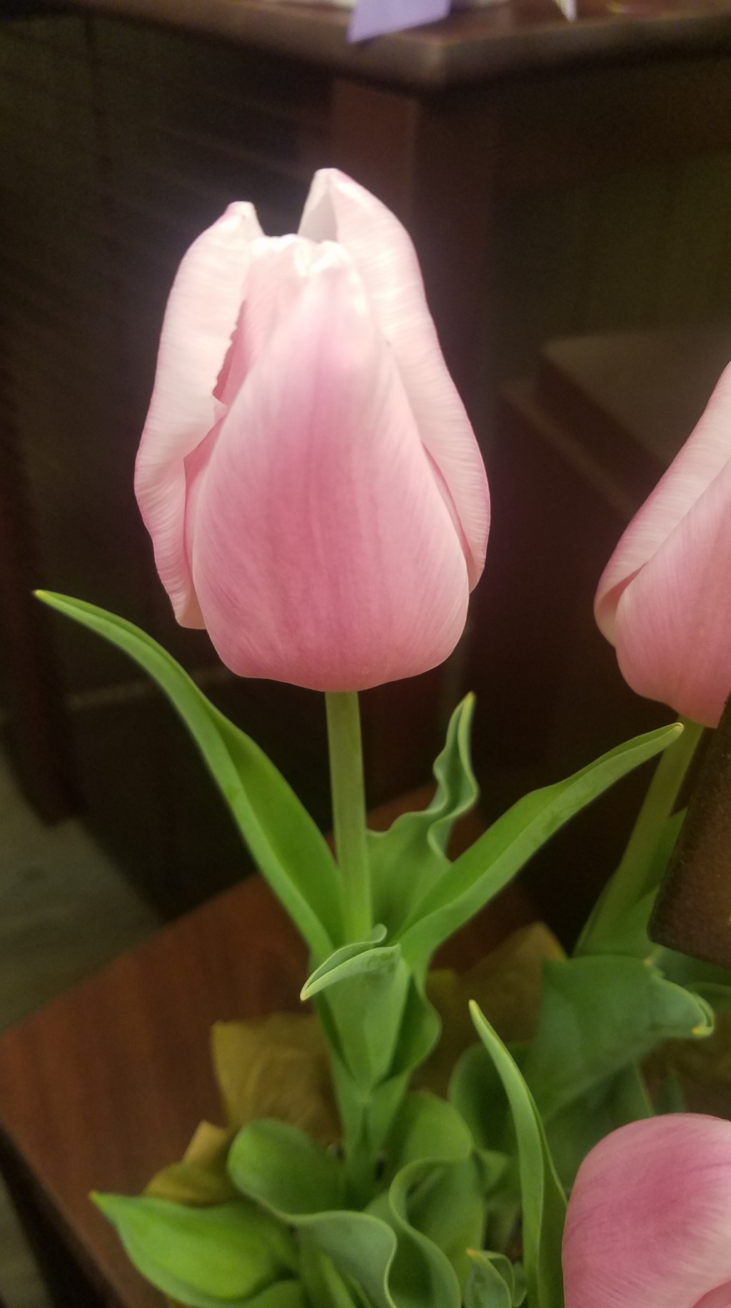 Color Your World –&nbsp;Salmon