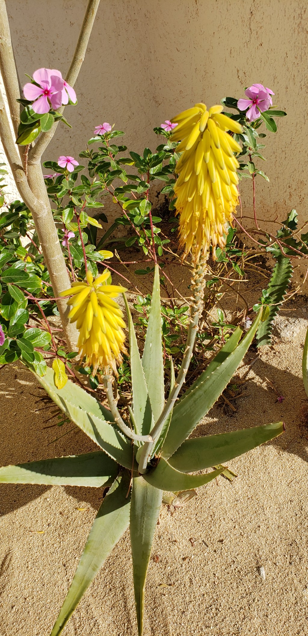 365 Days of&nbsp;Flowers