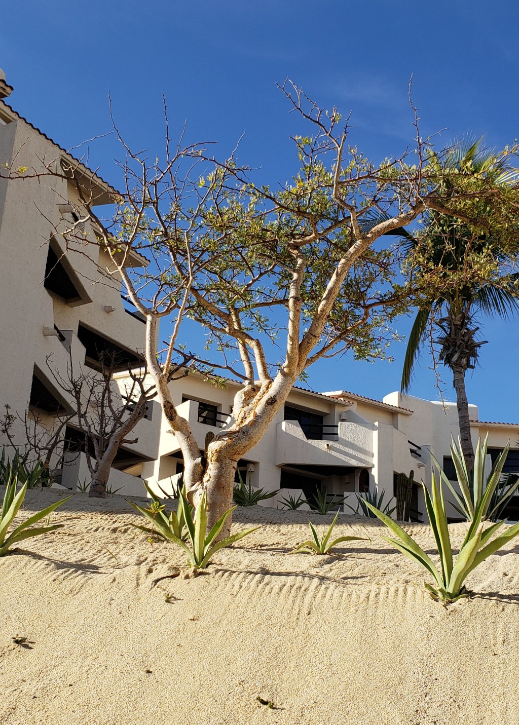 Sunday Trees in&nbsp;Cabo