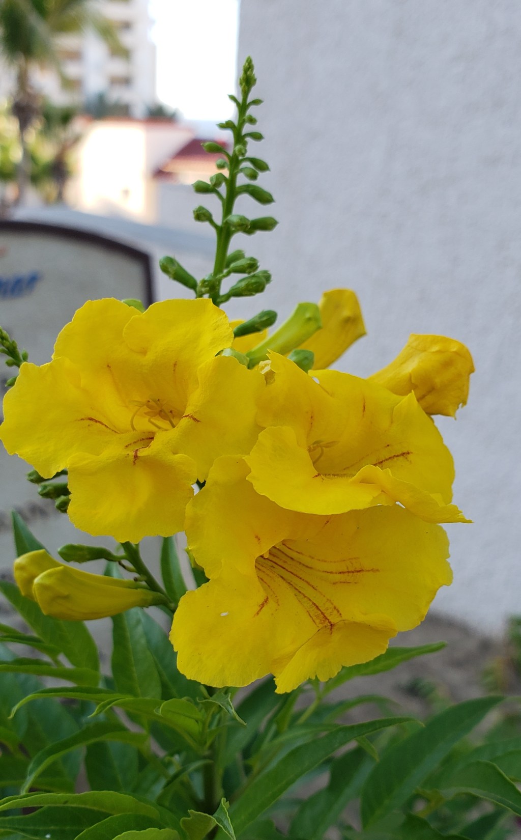 Flower of the Day-April&nbsp;2