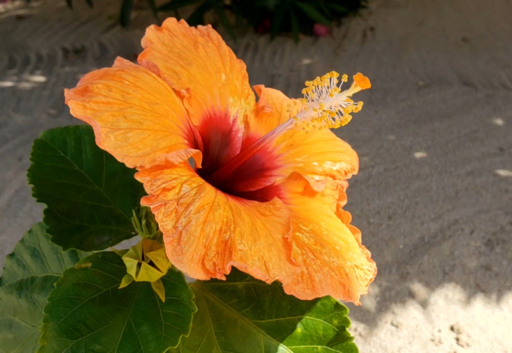 Flower of the&nbsp;day