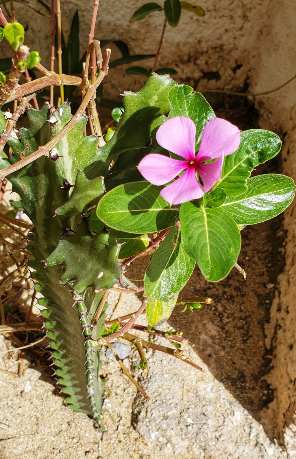 Flower of the Day – April 5,&nbsp;2018