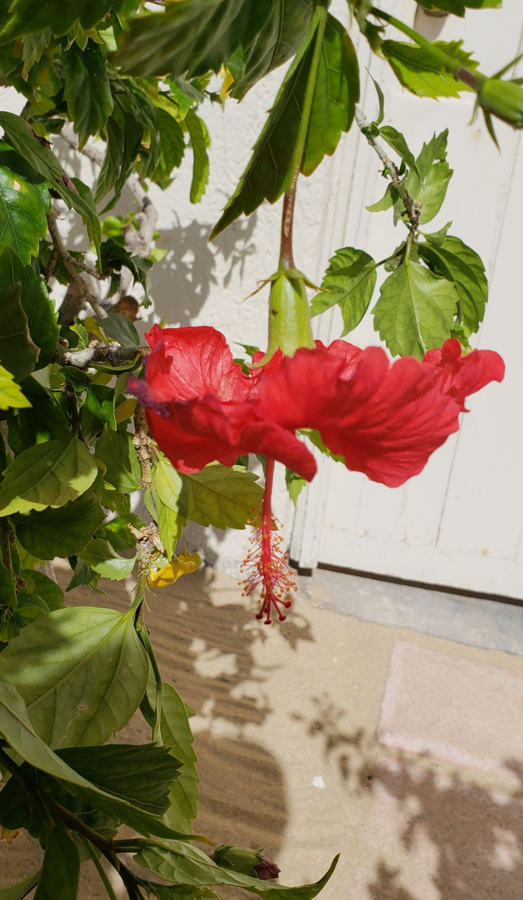 Flower of the&nbsp;Day