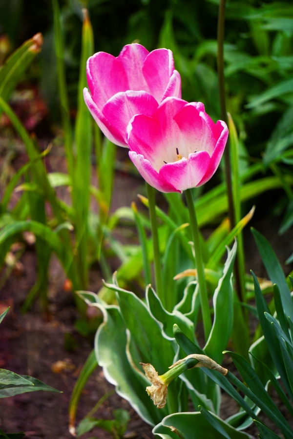 00-2-tulips-pink-A900