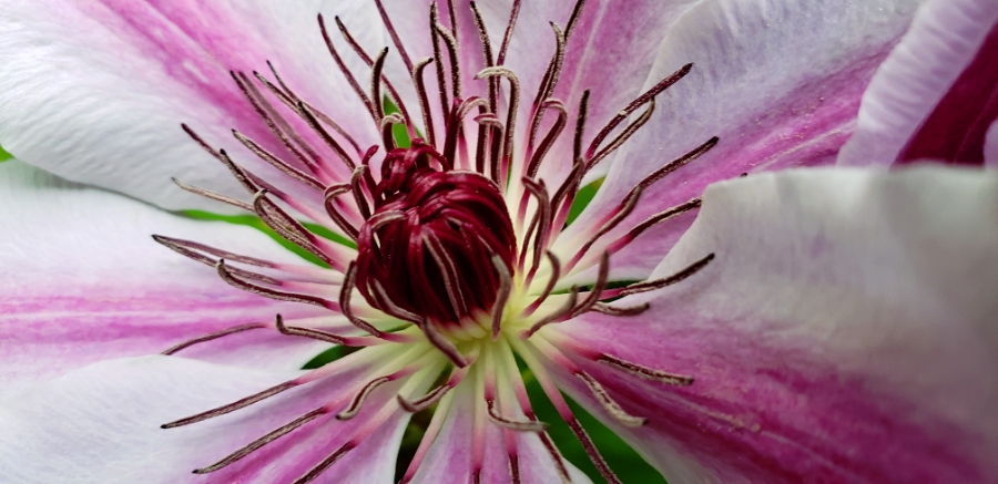 365 Project A Photo A Day- Today’s First Bloom of&nbsp;Clematis