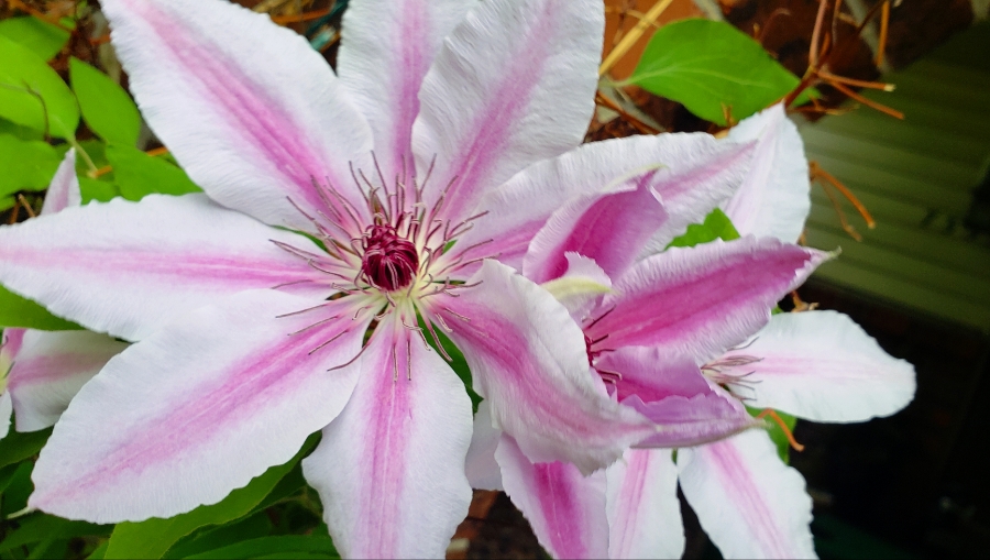 00-2018-Clematis-pink_900