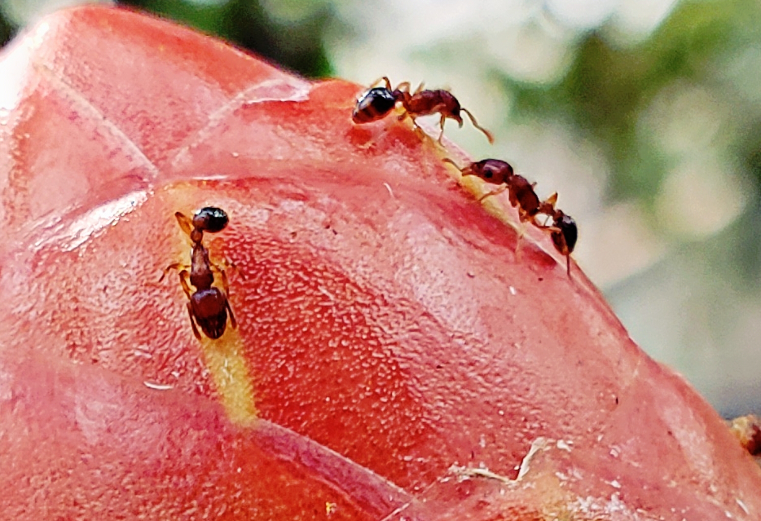 00-antfruit-20180429_143210_Amacro2