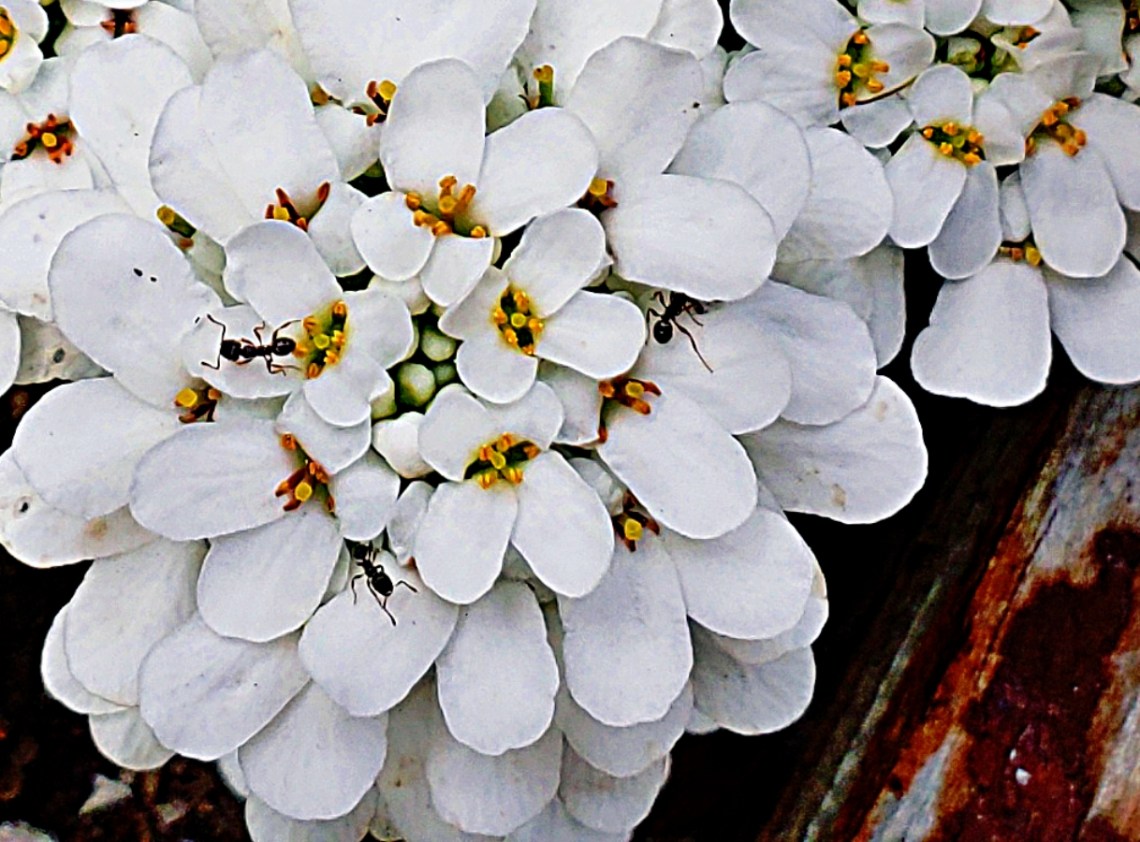 00-Ants-CandyTuft-SpringGarden-052018-40458935150_A