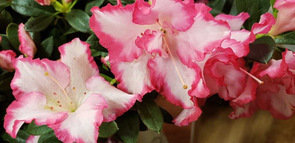 Flower of the Day – May 16,&nbsp;2018-Azalea