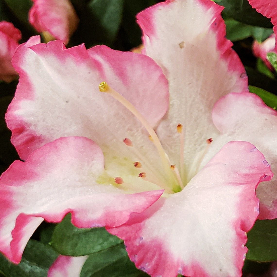 00-azalea-20180509_162713_41962062142_B