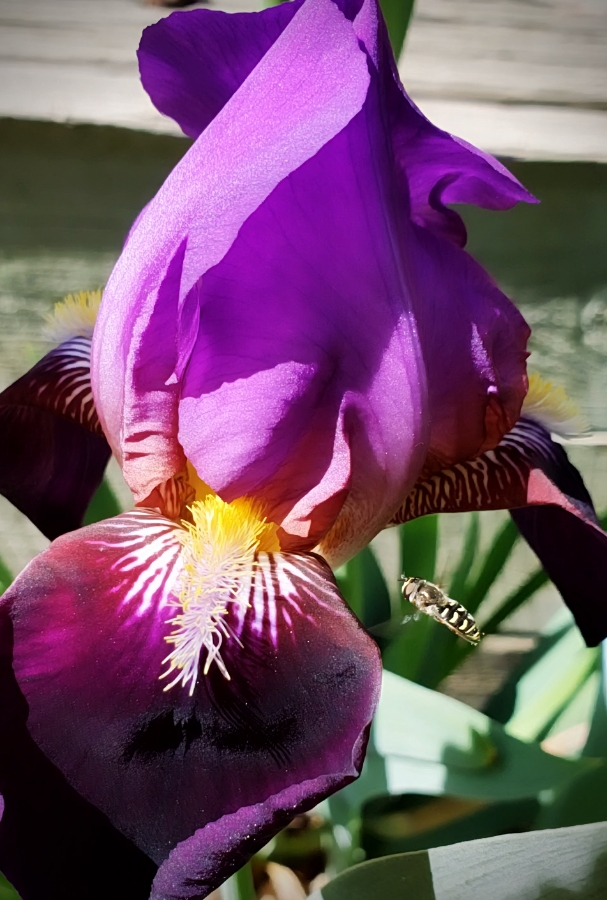 Flower of the Day – Bearded Iris and a&nbsp;Pollinator