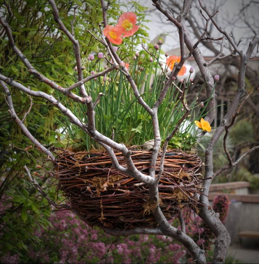 00-birdnest-DSC05424_A900