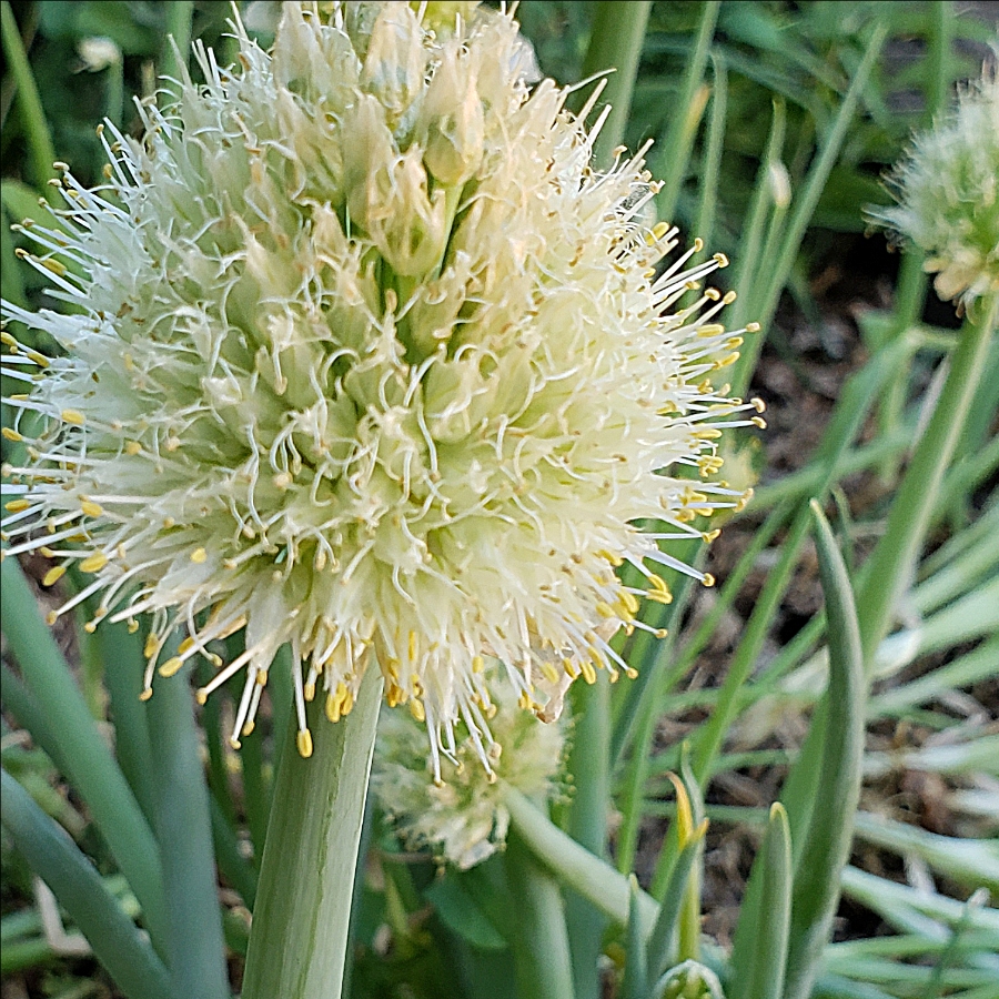 A real blooming&nbsp;onion