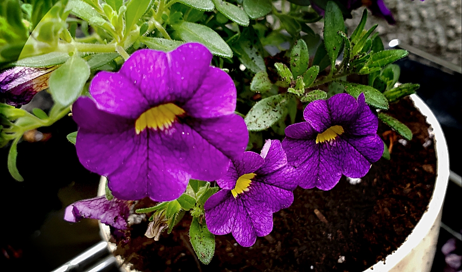 Share Your World – May 21,&nbsp;2018