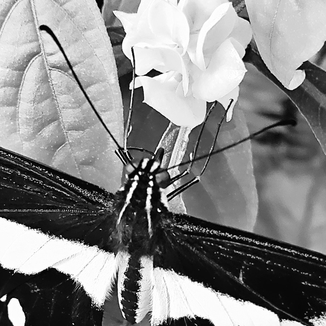 00-butterfly-5-20180429_142909_Mmacro