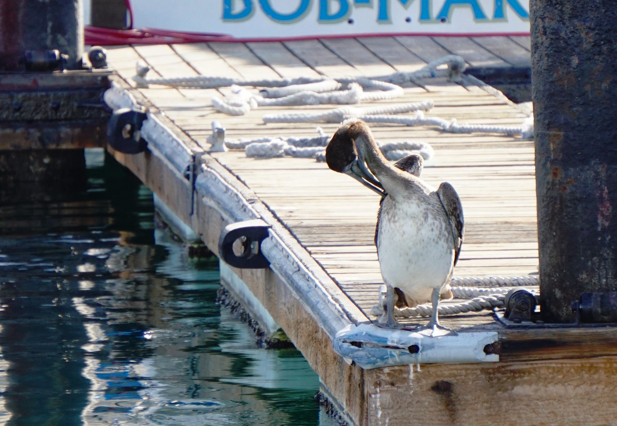 00-CaboPelican1-DSC04976_A2605