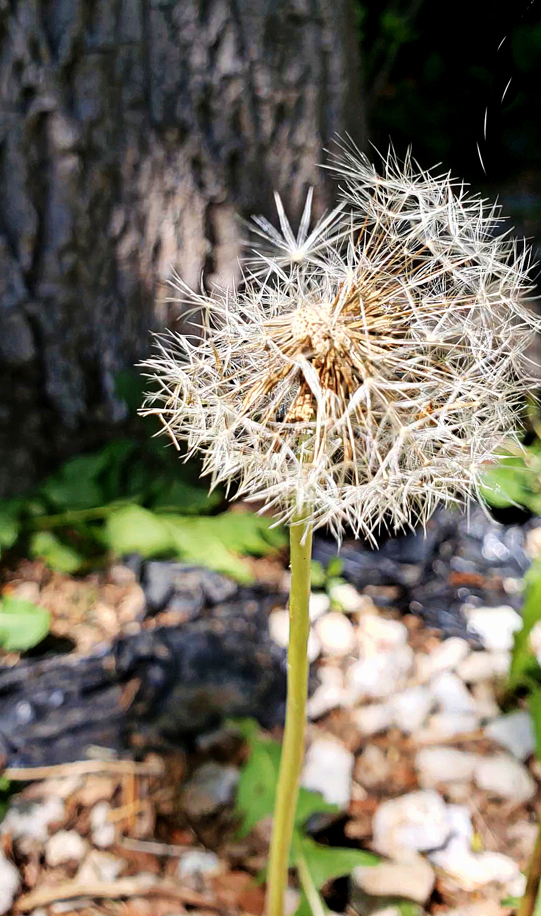 00-dandelion-05162018-41253462155_B