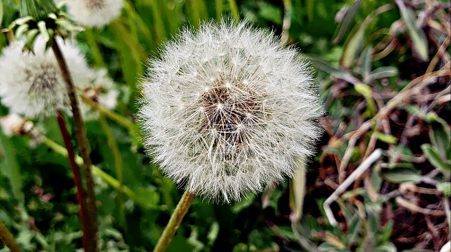 00-dandelion-20180507_135854_A900