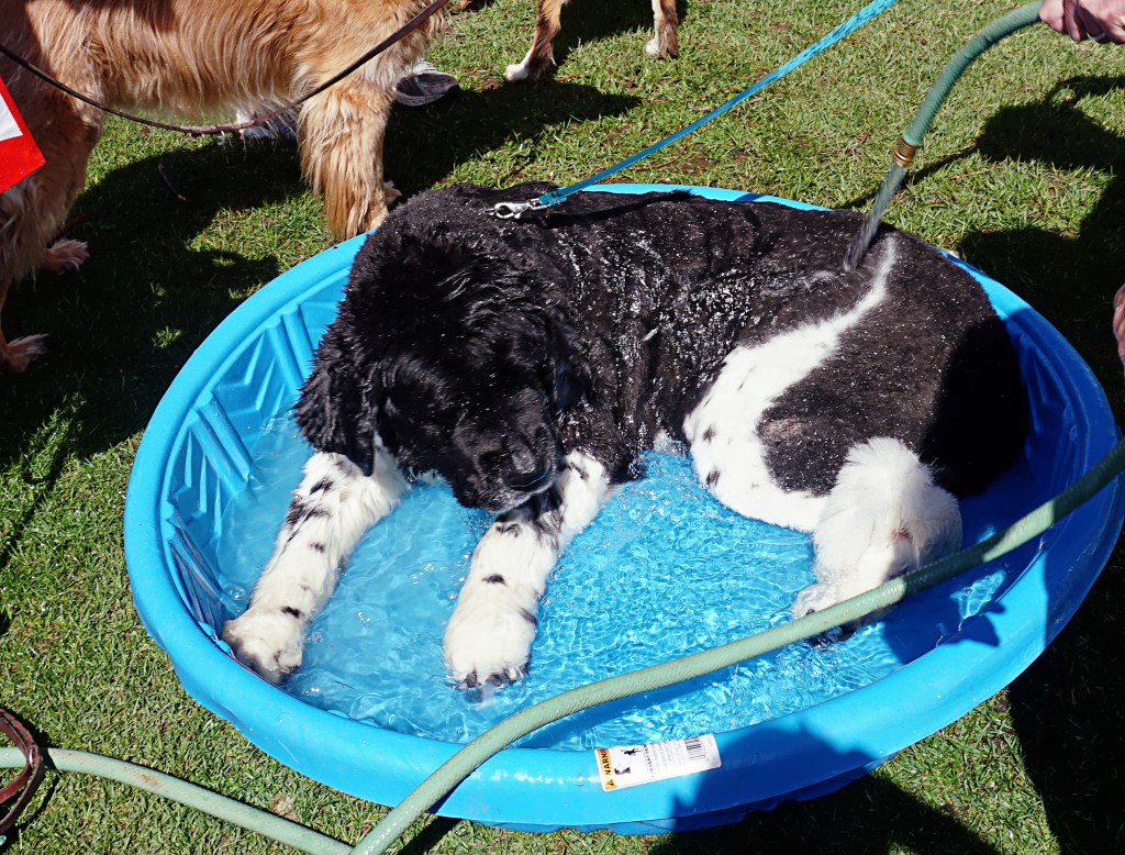 Cee’s Odd Ball Photo&nbsp;Challenge