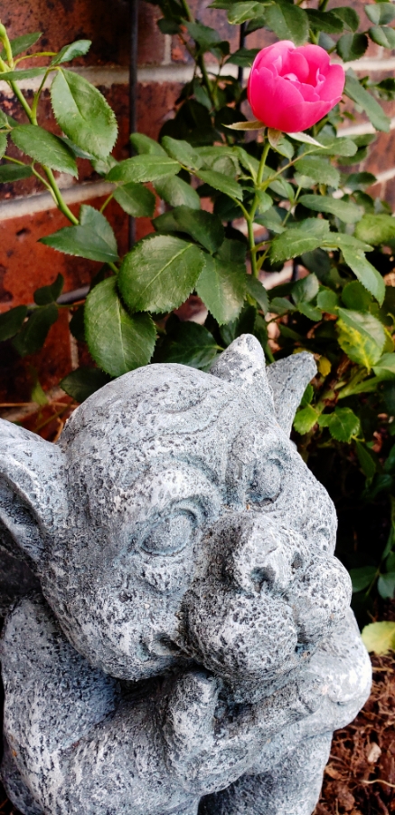 00-gargoyle-pinkrose-2018-05-27_06-12-58A900
