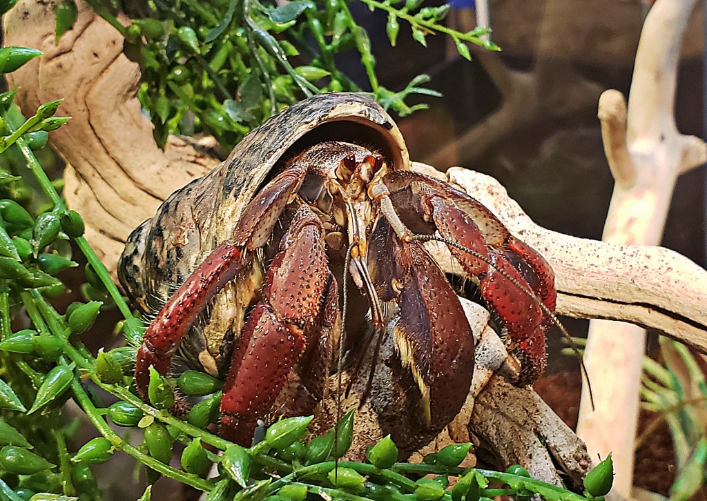 Critter Photography – Hermit&nbsp;Crab