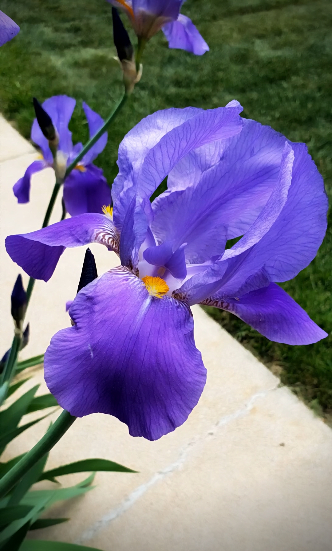 00-iris-blue-20180523_162233_captureA