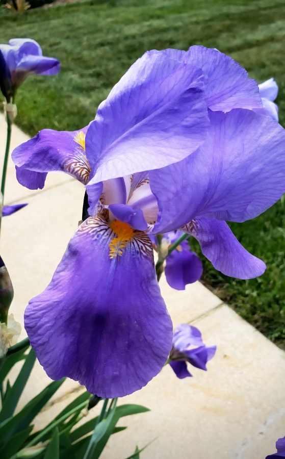 00-iris-blue-20180523_162245_A900