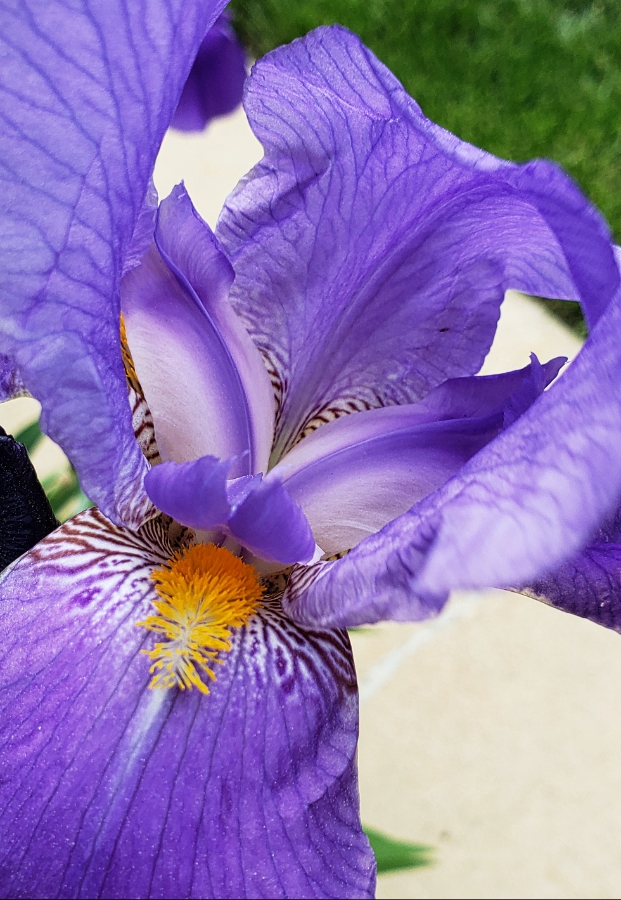 365 Project A Photo a Day – Blue Iris 