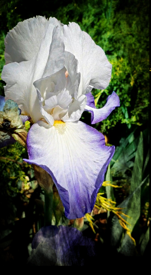 00-Iris-blueandwhite-20180524_144332_A900