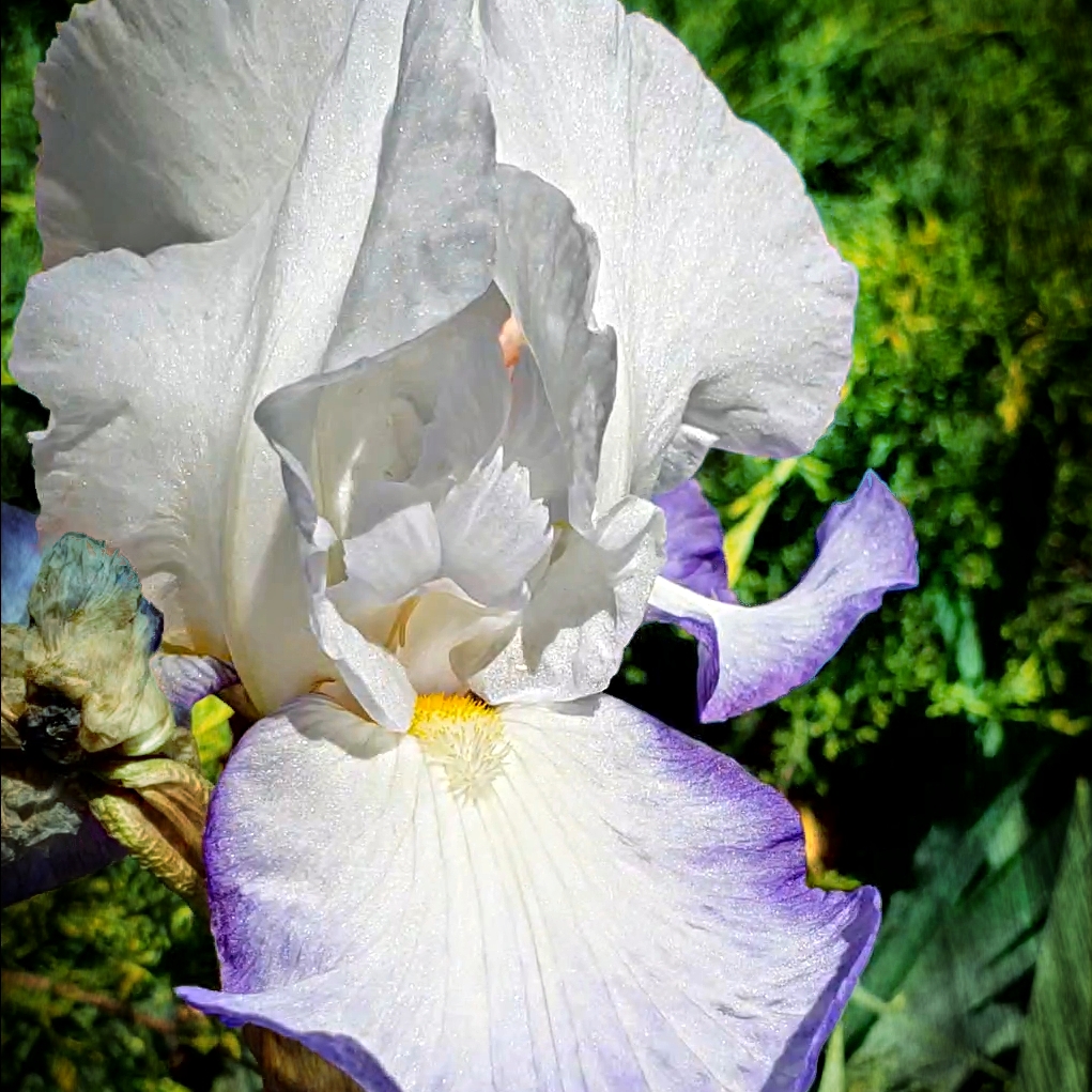 00-Iris-blueandwhite-20180524_144332B