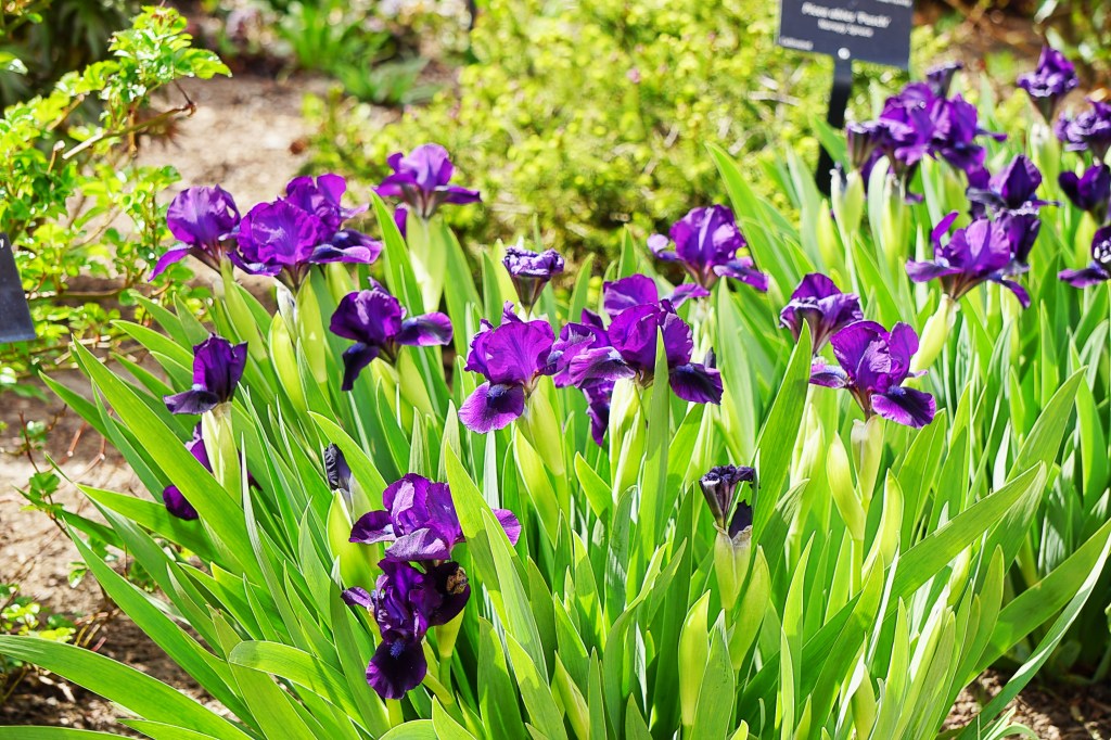 Flower of the Day – May 8, 2018&nbsp;–Iris
