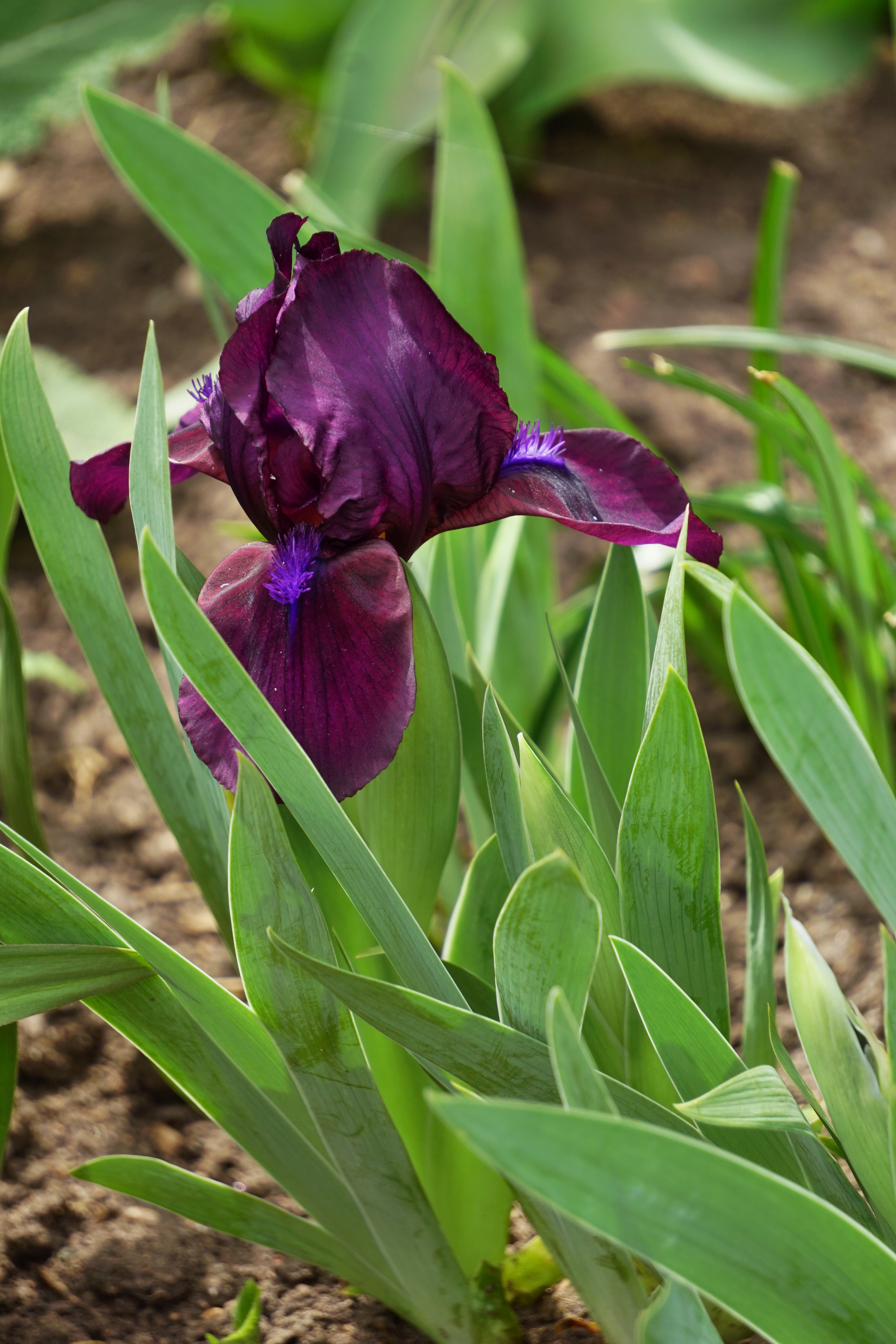 00-iris-purple-DSC05339_A