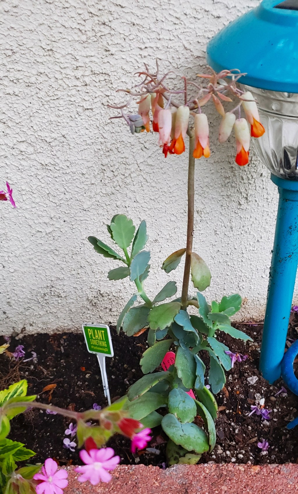 Flower of the Day – May 13,&nbsp;2018-Kalanchoe