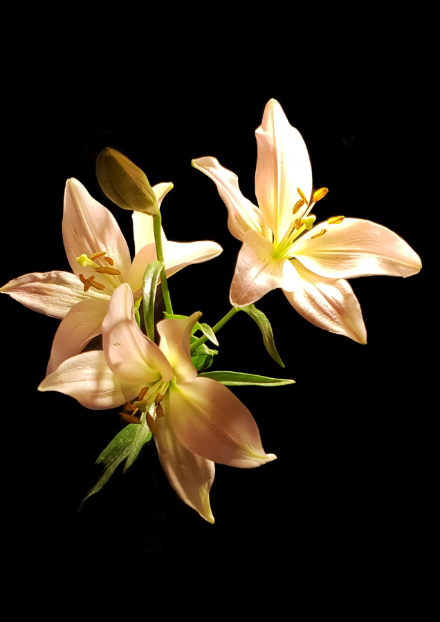 Flower of the Day – May 20, 2018 –&nbsp;Lily