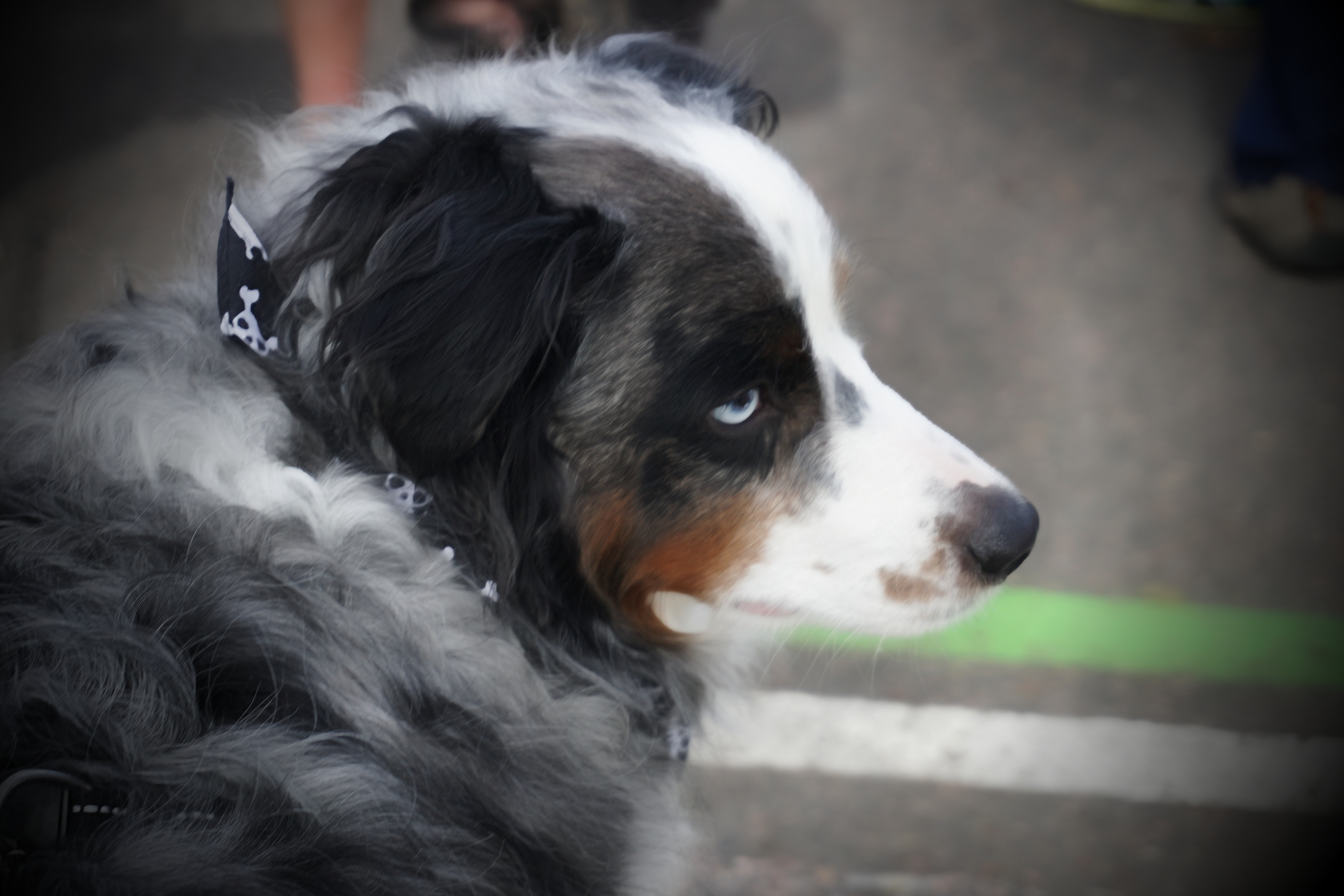 00-Oberon-FurryScurry-2018-DSC05397_pe