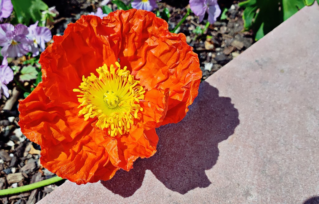 Flower of the Day – May 14,&nbsp;2018