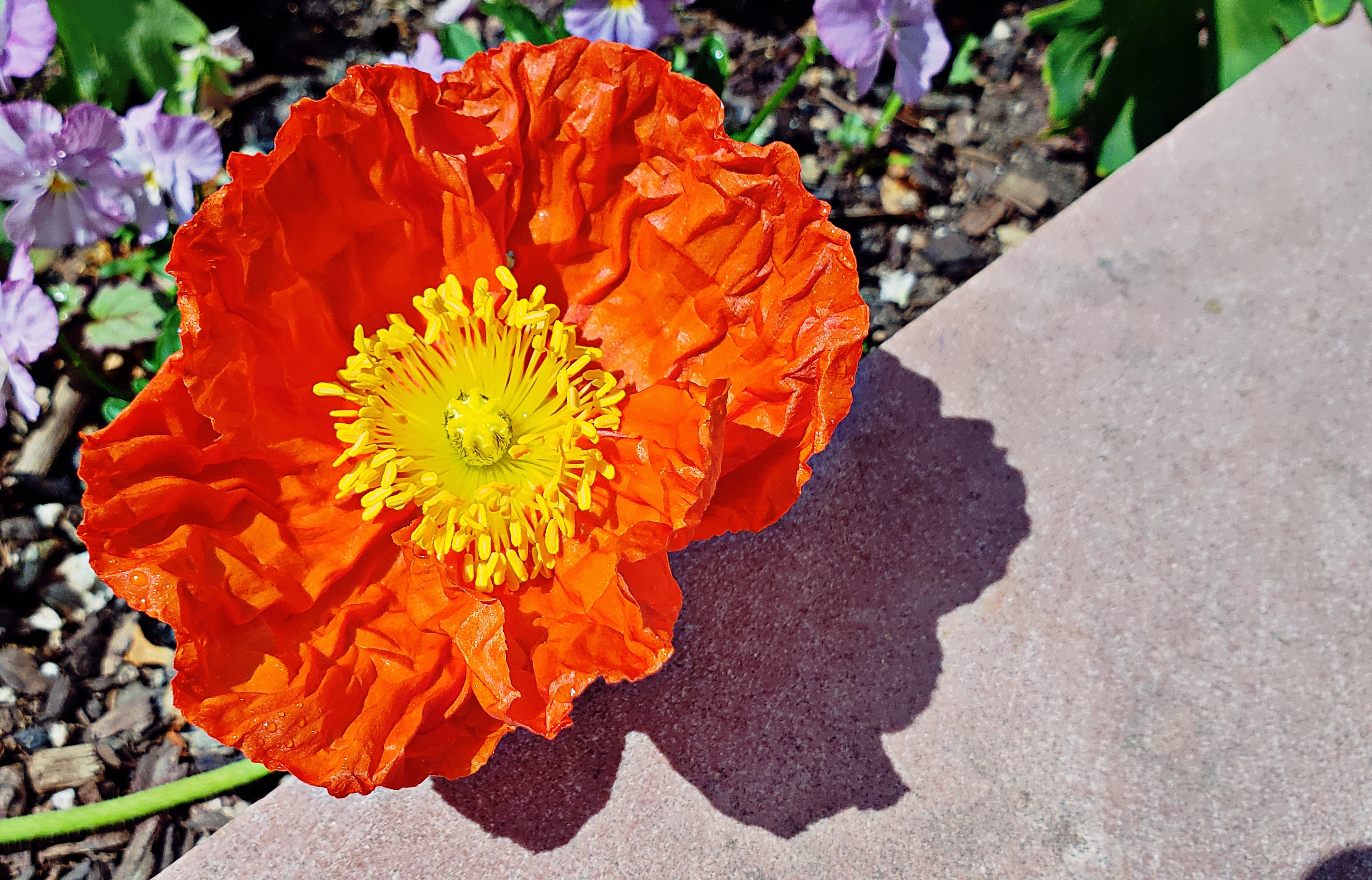00-orangepoppy-20180512_104758_41341921814_A