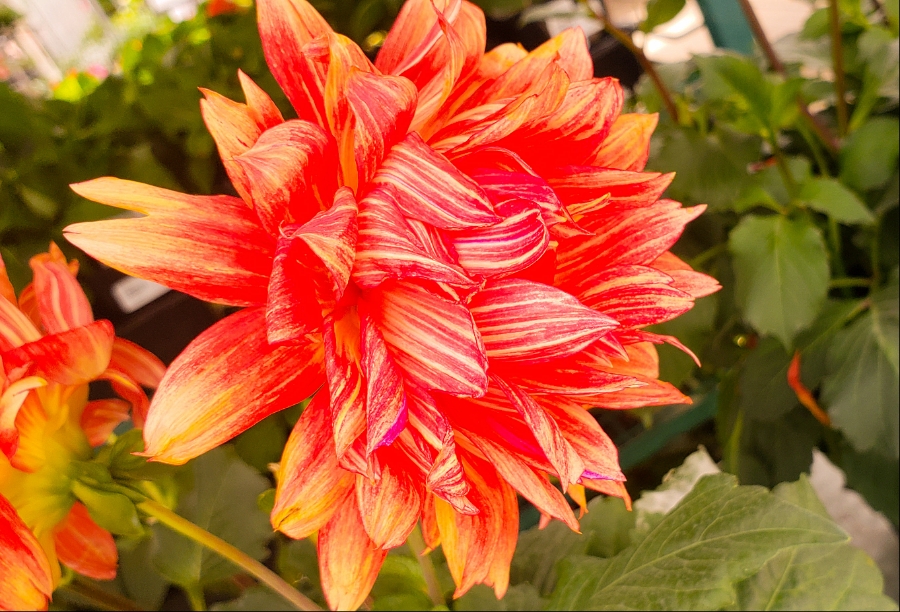 365 Project A Photo a Day –&nbsp;Dahlia