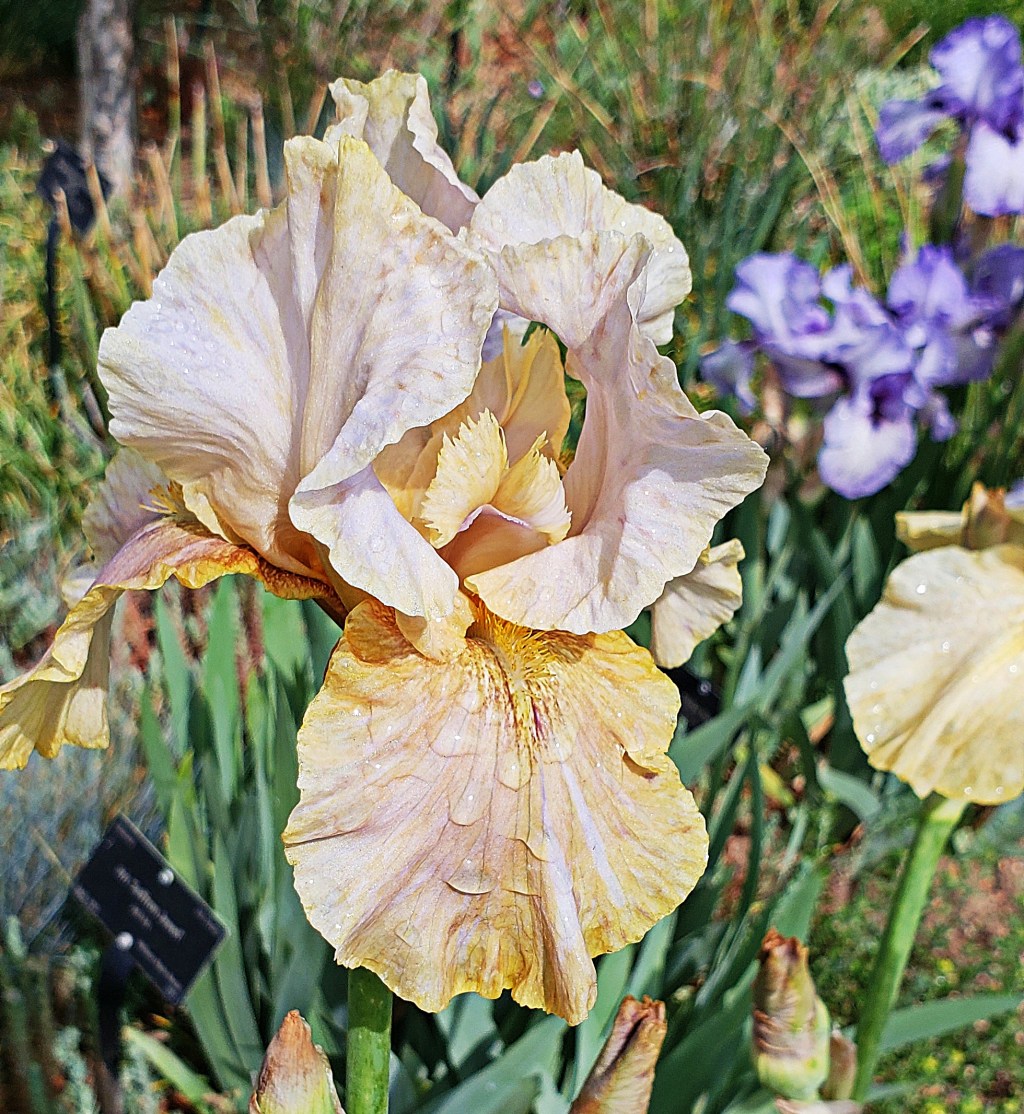 365 Project A Photo a Day – Peach&nbsp;Iris