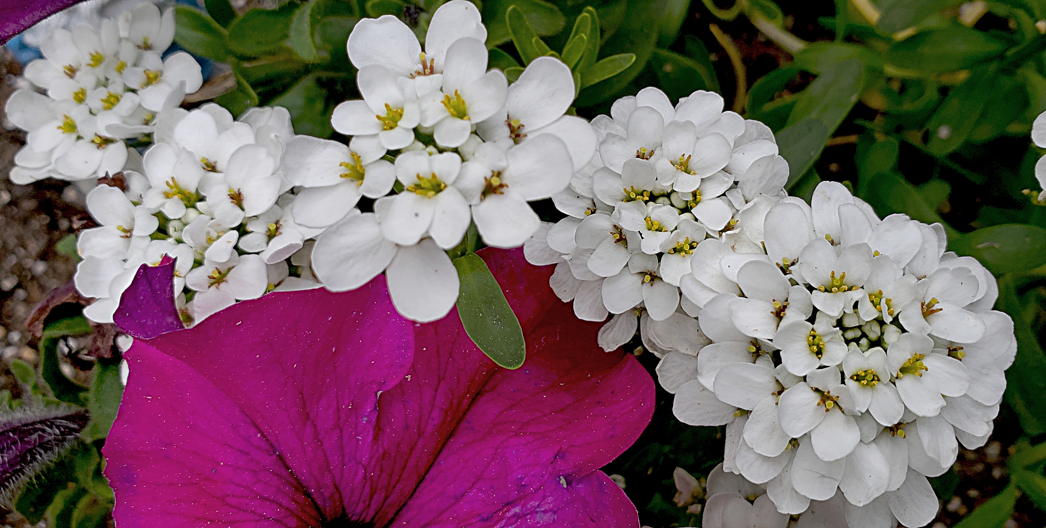 00-petunia-candytuft-27395151997_808ba337a