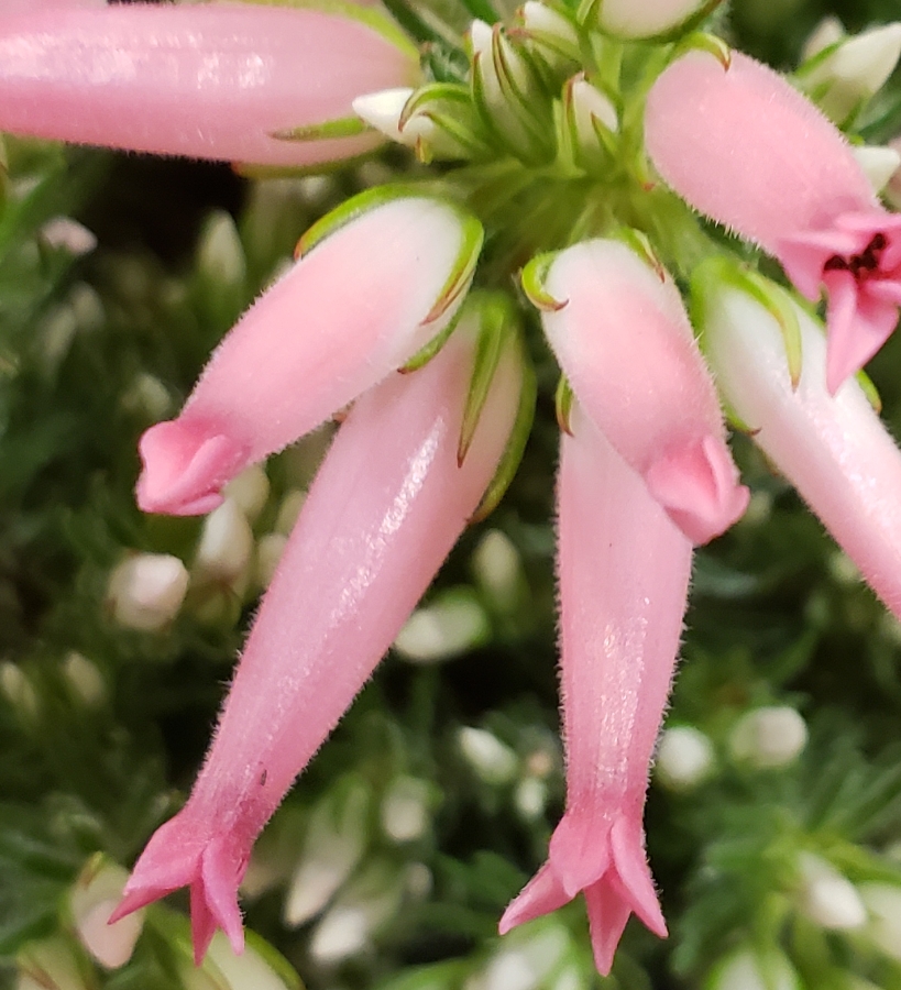 Flower of the Day – May 15,&nbsp;2018