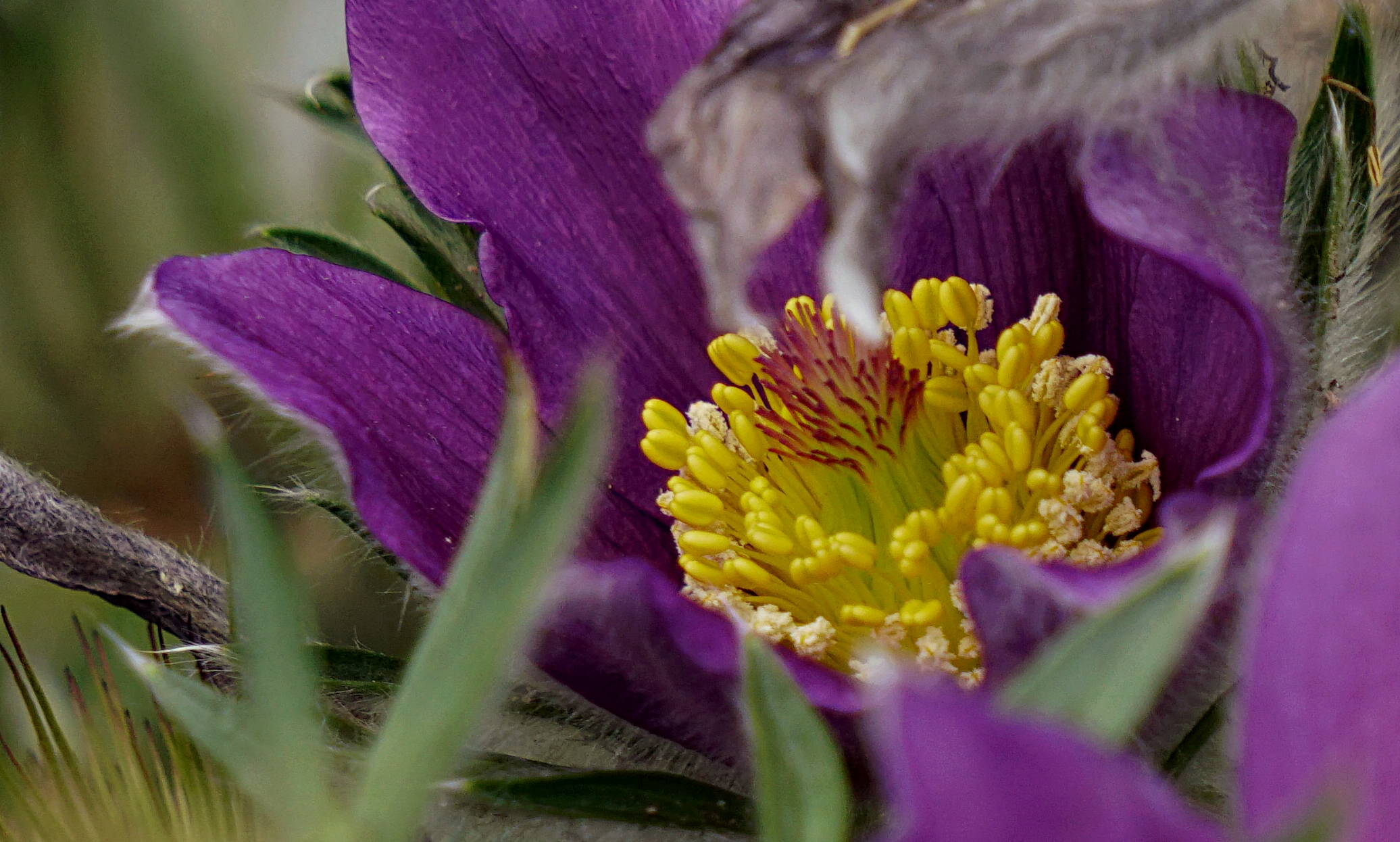 00-purplefuzzies-DSC05322A